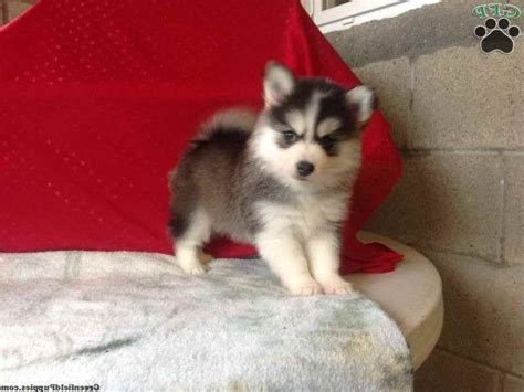 Husky Mix Puppies For Sale Near Me Petsidi