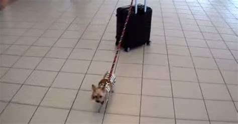 Tiny Dog Pulls Huge Suitcase Through Airport Video Huffpost Uk Comedy