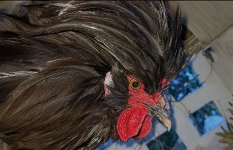 Crevecoeur Chicken A French Heartbreaker Chicken Fans