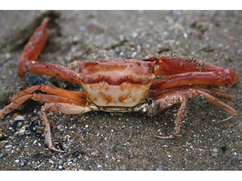 Angular Crab Goneplax Rhomboides MarLIN The Marine Life