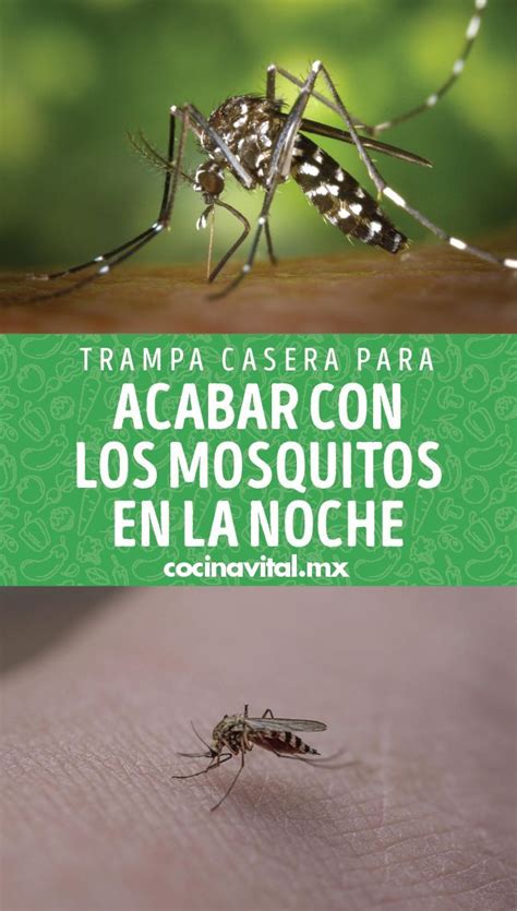 Trampa Casera Para Acabar Con Los Mosquitos En La Noche Repelente De