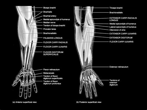 Diagram Of Forearm Muscles And Tendons