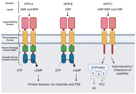 Jcdd Free Full Text Pde Mediated Cyclic Nucleotide Compartmentation