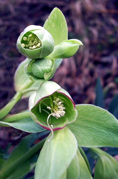 Stinking Hellebore Helleborus Foetidus E2bn Gallery