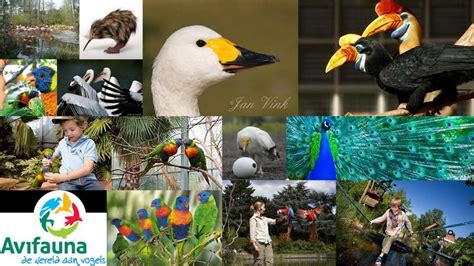 Flora Y Fauna De Honduras