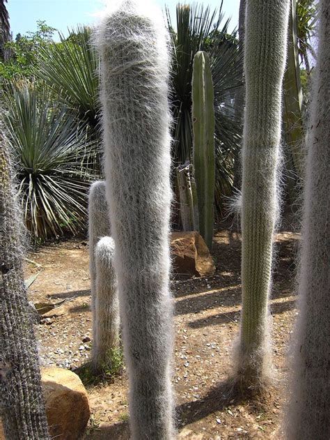 Fluffy Pillars Peruvian Old Man Tree Nature Plants