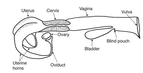 Did You Know Understanding The Anatomy And Physiology Of The Cows