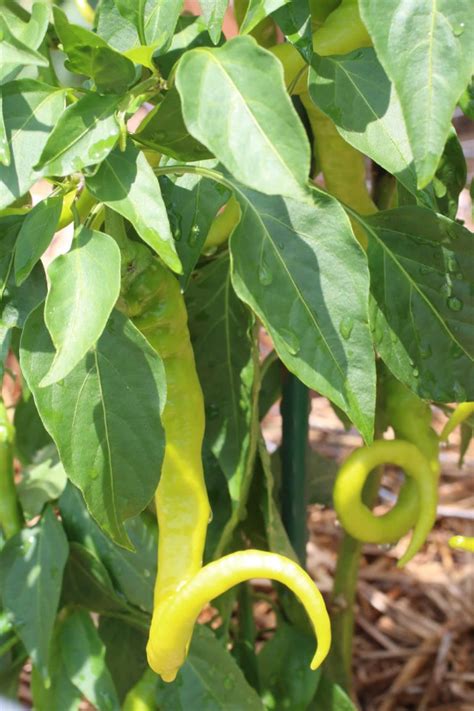 A Guide To Growing Chili Peppers Chili Pepper Madness