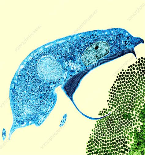 Giardia protozoan parasite, TEM - Stock Image - Z100/0208 - Science ...