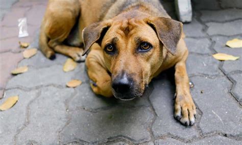 Hodenkrebs Beim Hund Symptome Lebenserwartung Behandlung