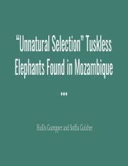 Evolution Discussion-Tuskless Elephants.pdf - "Unnatural Selection ...