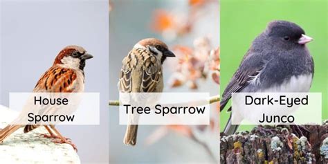 15 Beautiful Michigan Birds: Get to Know the Michigan Backyard Birds ...