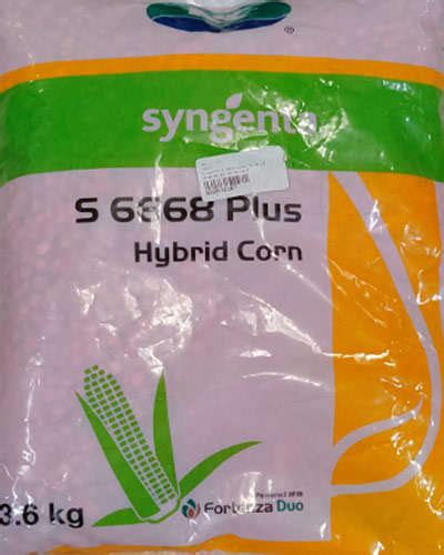 Syngenta Syngenta S6668 Plus Maize 3 6 Kg Seeds Agrostar