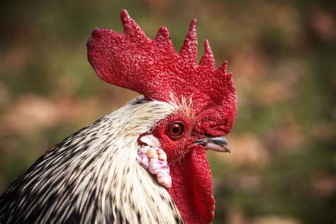 Chicken Beak Galliformes Rooster Picture Image 119767008