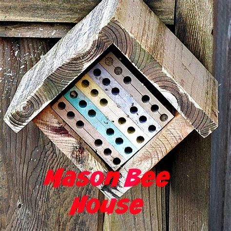 Mason Bees Habitat and Bee House For A Gardener's Gift! - Fraser Valley Gifts and Souvenirs