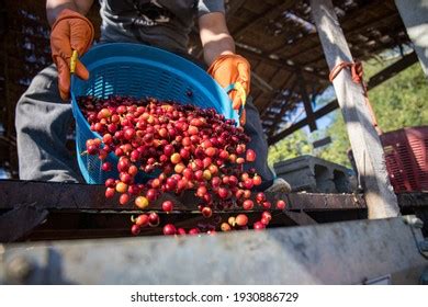 Wet Processing Coffee Cherry Parchment Honey Stock Photo 1929656369 ...