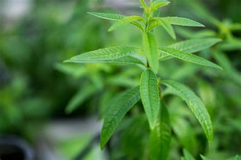 Lemon Verbena Planting And Propagation Plantura