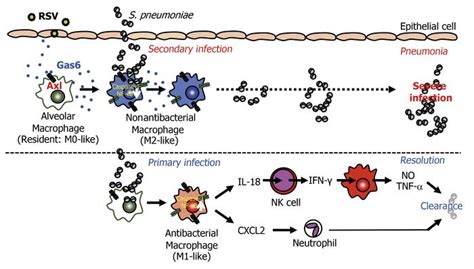 JCI Respiratory Syncytial Virus Infection Exacerbates Pneumococcal