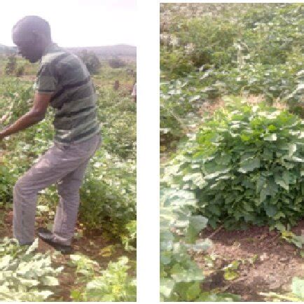 Solanum aethiopicum being harvested in the garden | Download Scientific ...