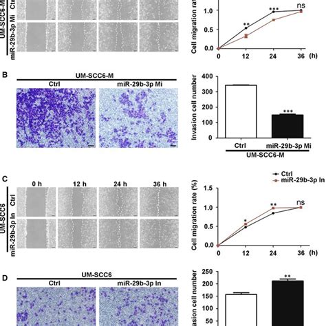 Mir B P Suppressed Oscc Cell Migration And Invasion A B Effect Of