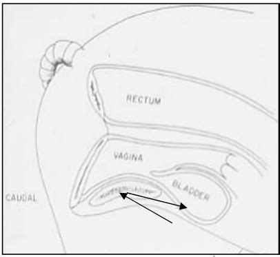 Equine Urogenital Flashcards Quizlet