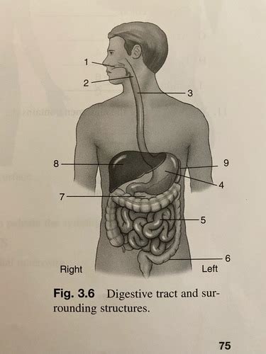 Ch Digestive Tract Flashcards Quizlet