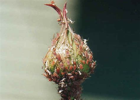 Rose Aphids - Macrosiphum rosae