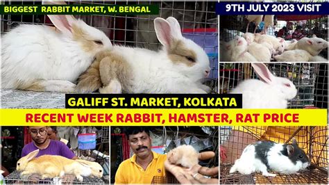 Recent Week Rabbit Hamster Mice Price Galiff Street Cheapest Pet