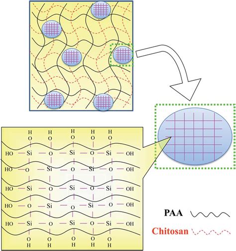 Schematic Diagram Showing Mechanism Of Paachsi Hydrogel Formation