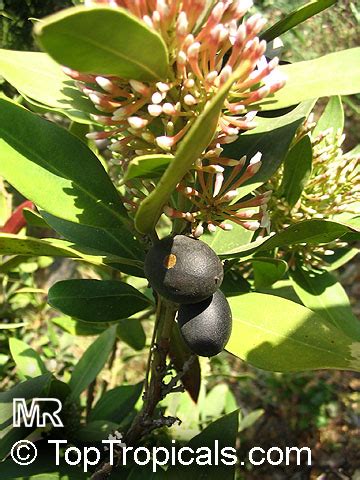 Acokanthera Oppositifolia