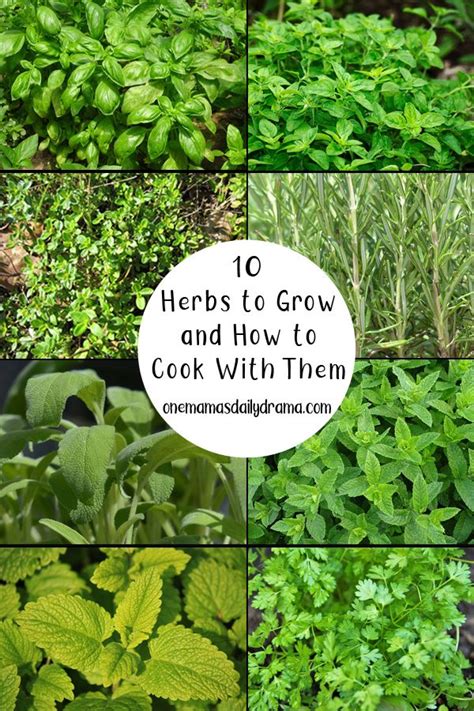 10 Herbs To Grow And How To Cook With Them In 2020 Easy Herbs To Grow