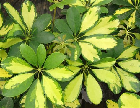 La Naturaleza Y El Niño Árboles De Hoja Perenne