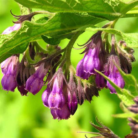 Comfrey Seed Buy Comfrey Herb Seed