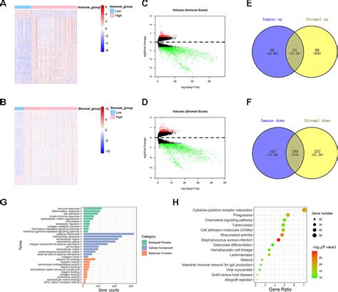 Identification And Validation Of An Immune Related Gene Signature