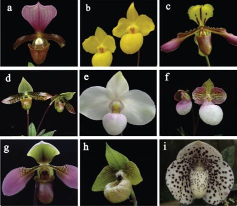 Phalaenopsis Orchid Growth Cycle Embryo Development Stages Of