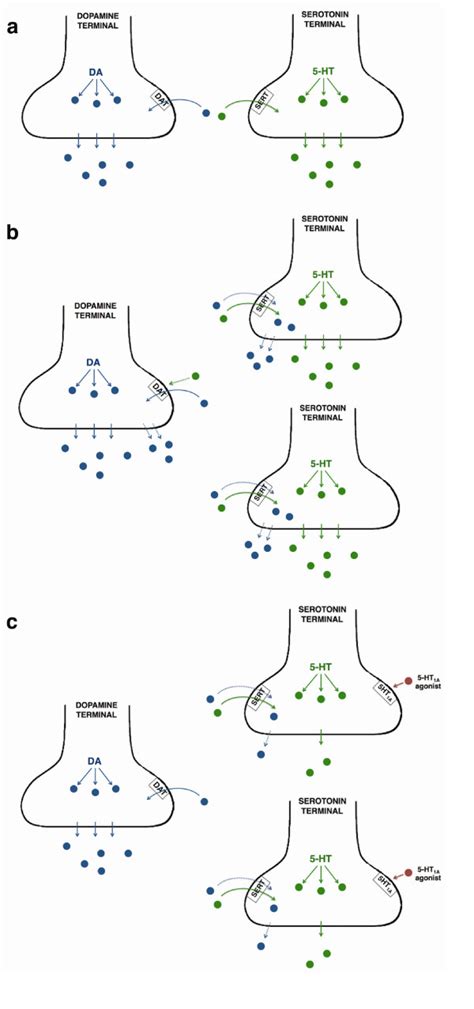 Figure From Serotonin Dopamine Interaction In The Induction 42 Off