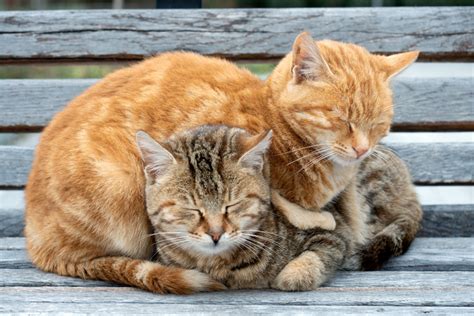 The Cutest Photos Of Sleeping Cats