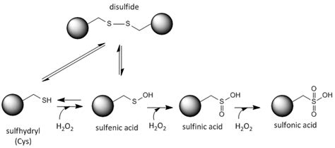 A7 Cysteine Chemistry Chemistry Libretexts