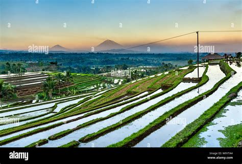 Rice Terraces On Bali Hi Res Stock Photography And Images Alamy