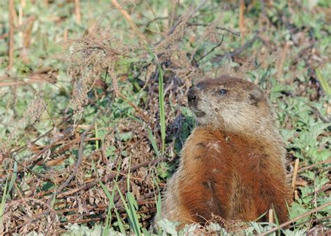 Ground Hog stock photo. Image of ground, animal, woodchuck - 15020710