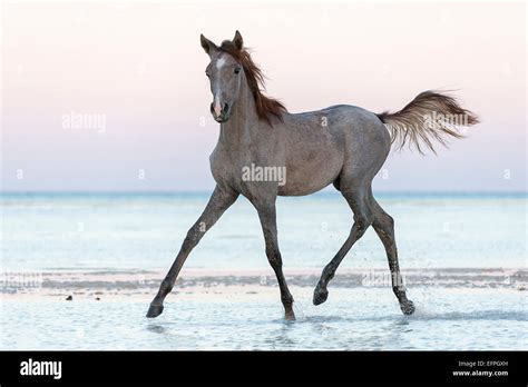 Strawberry Roan Horse Stock Photos & Strawberry Roan Horse Stock Images - Alamy