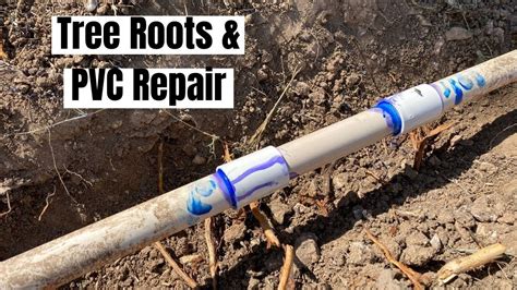 Septic Drain Field Clogged With Tree Roots And PVC Repair YouTube