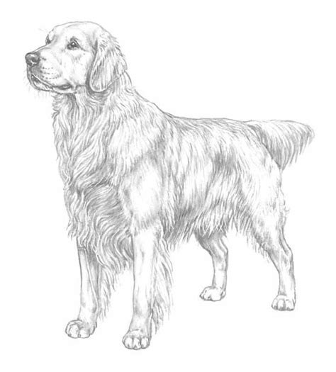 Golden Retriever Coloring Page Free At Gankaileyblog Blog