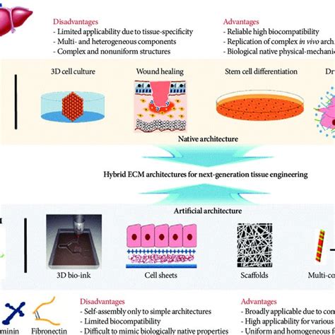 Hybrid Extracellular Matrix Ecm Architecture For Next Generation