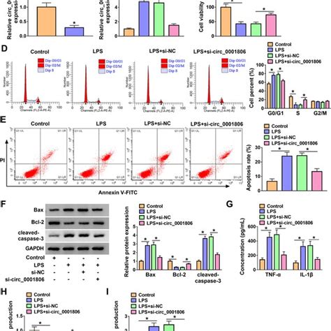 Circ Knockdown Attenuated Lps Treated Injury In Hk Cells A