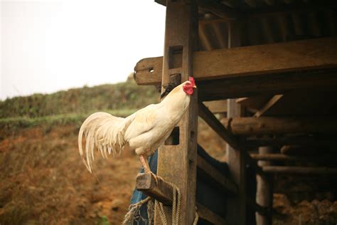 White and Brown Chicken Inside Cage · Free Stock Photo