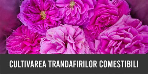 Cultivarea Trandafirilor Comestibili Ghid Complet