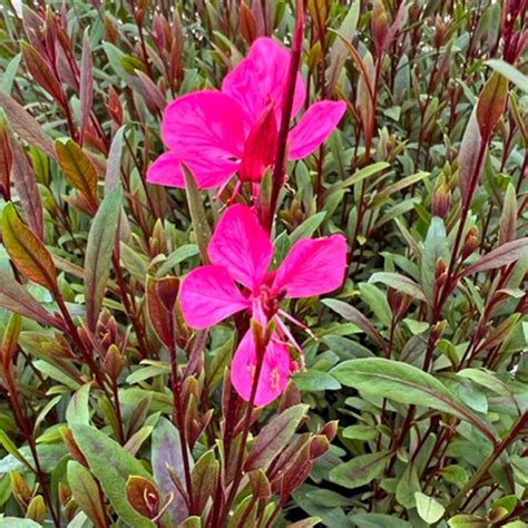 Buy Gaura Lindheimeri Pink Butterfly Bush From Fernview Nurseries