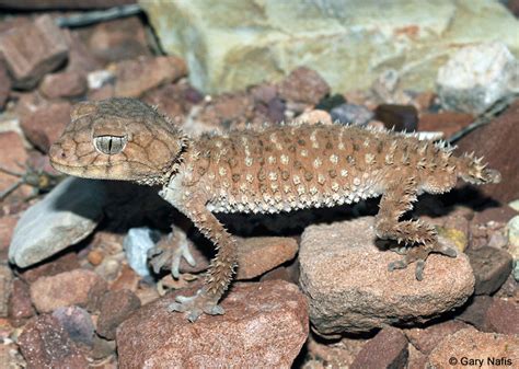 Centralian Knob Tailed Gecko Nephrurus Amyae