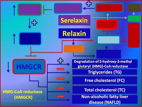 Revealing the unrevealed function of the reproductive hormone Relaxin ...